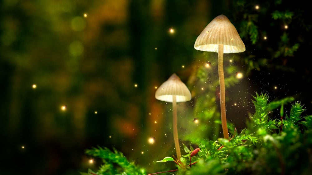Can You Overdose on Mushrooms?