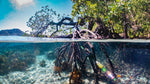 How Mangroves Can Save the Planet